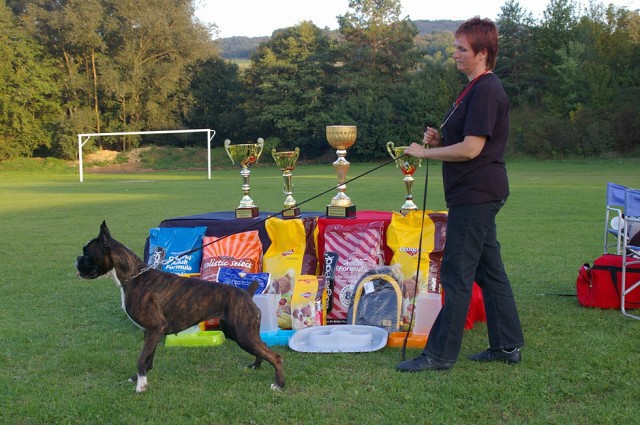www.boxer-show.eu